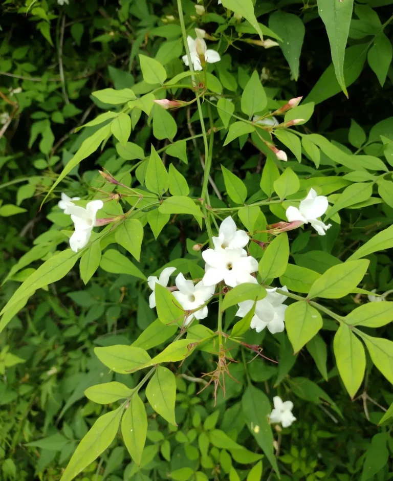 jasminum officinale plant