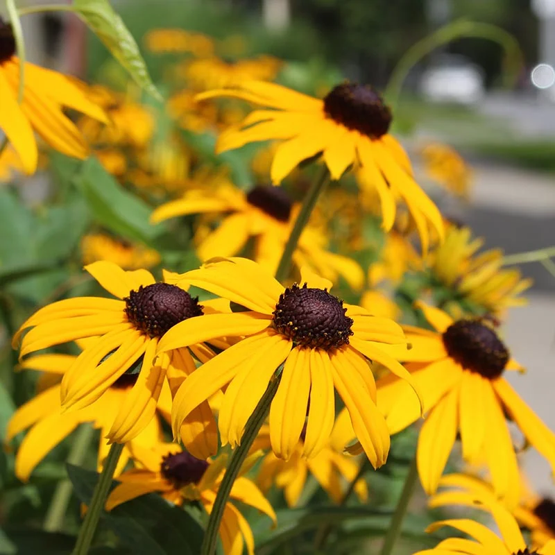 Perennial flowers