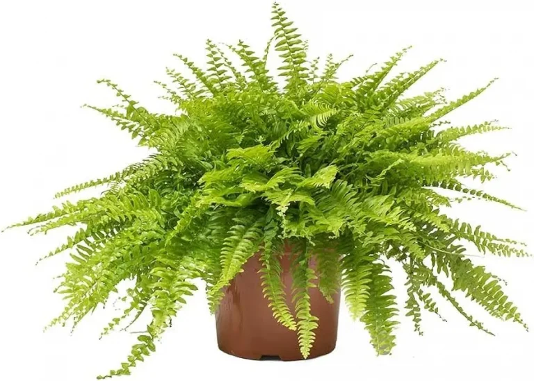 boston fern