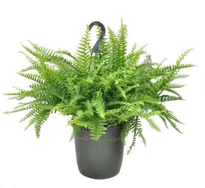 boston fern