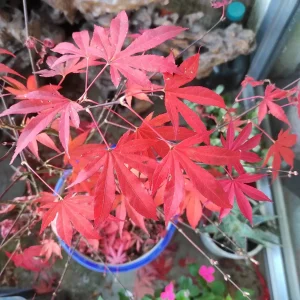 Japanese Maple