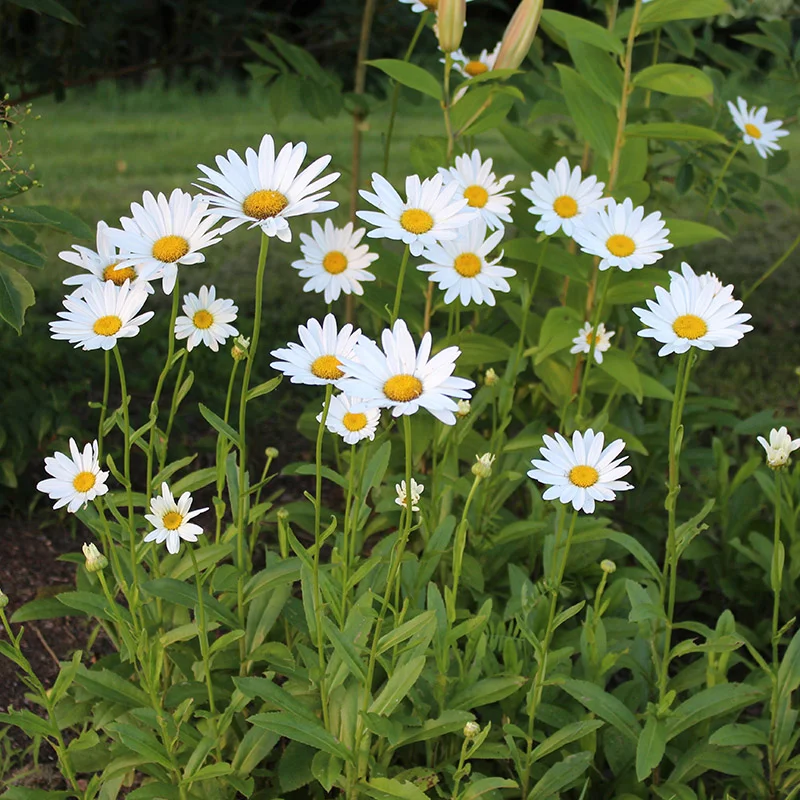 Perennial flowers