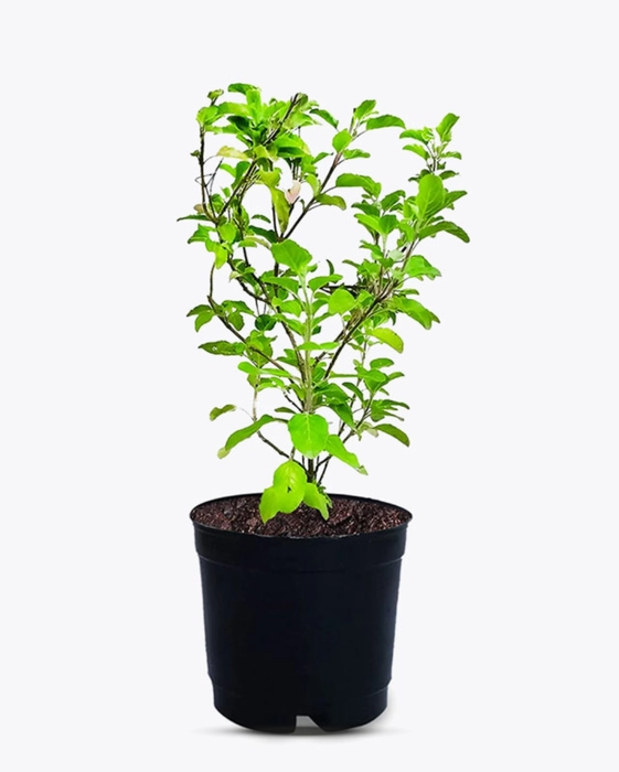 Holy Basil (Tulsi)