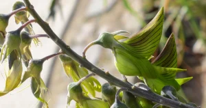 Green Bird Flower