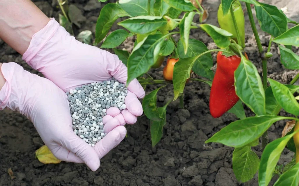 fertilizing pepper plants