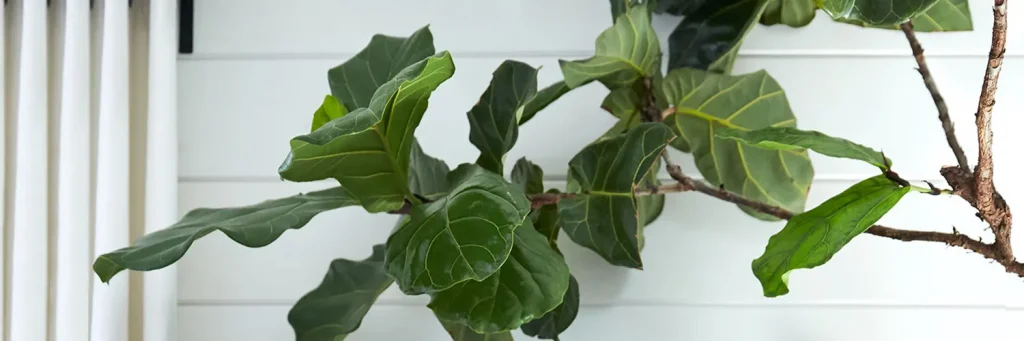 Fiddle Leaf Fig