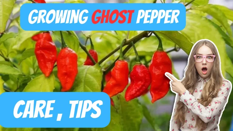 ghost pepper, Bih Jolokia, Chocolate Ghost Pepper, Bhut Jolokia