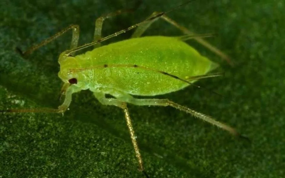 ghost peppers pests