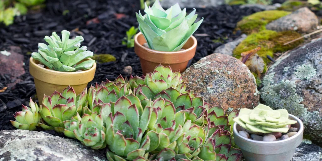 Succulent plants