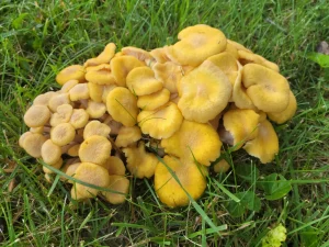 Yellow mushrooms