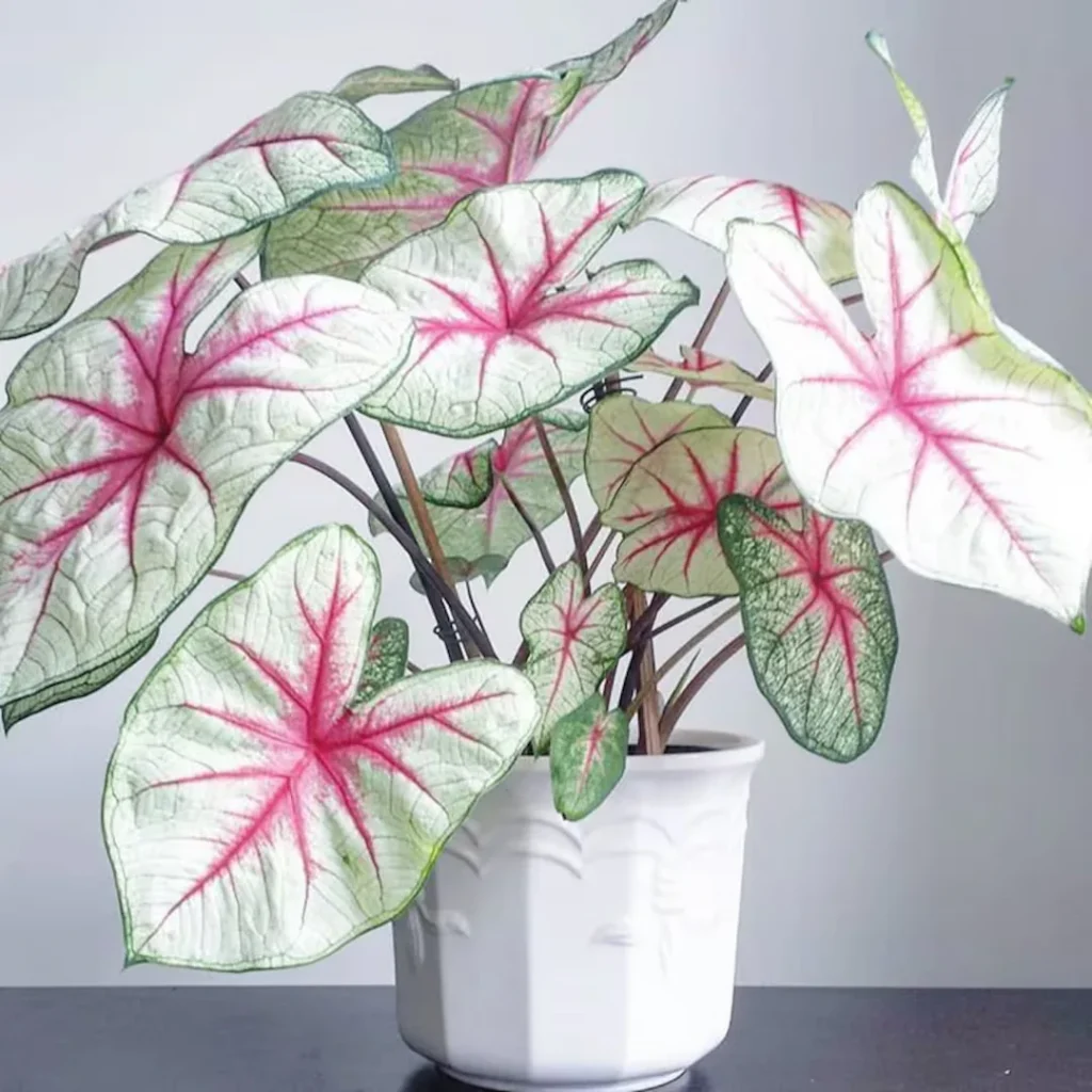 Caladium Flower Bulbs for indoor