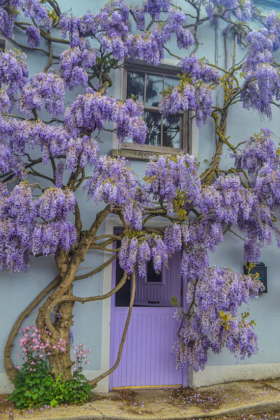 Wisteria 