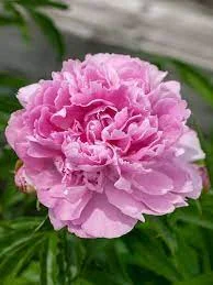 Peonies