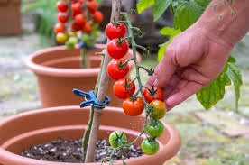 Cherry tomato