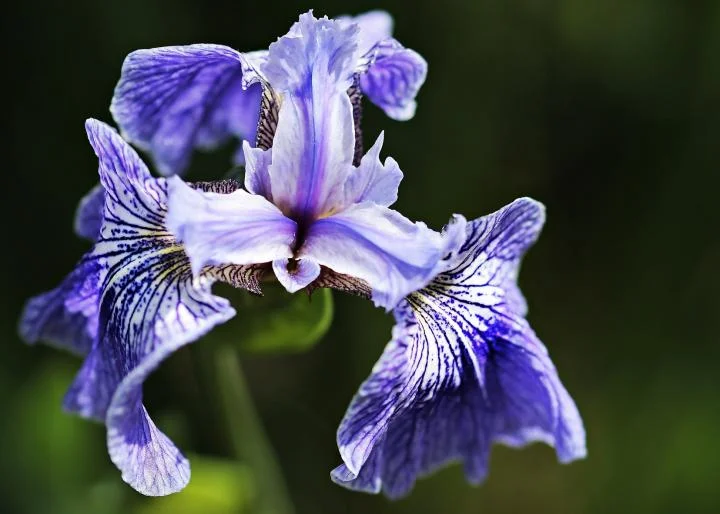 Perennial flowers