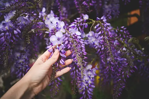 Wisteria