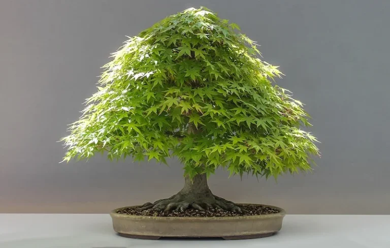 maple tree indoors