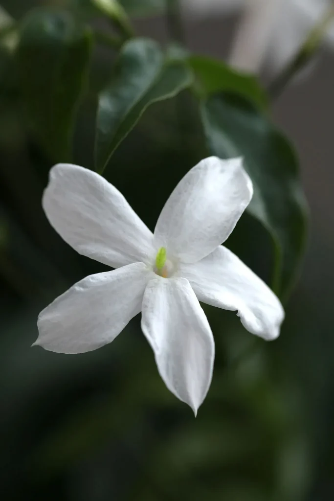 jasminum officinale plant