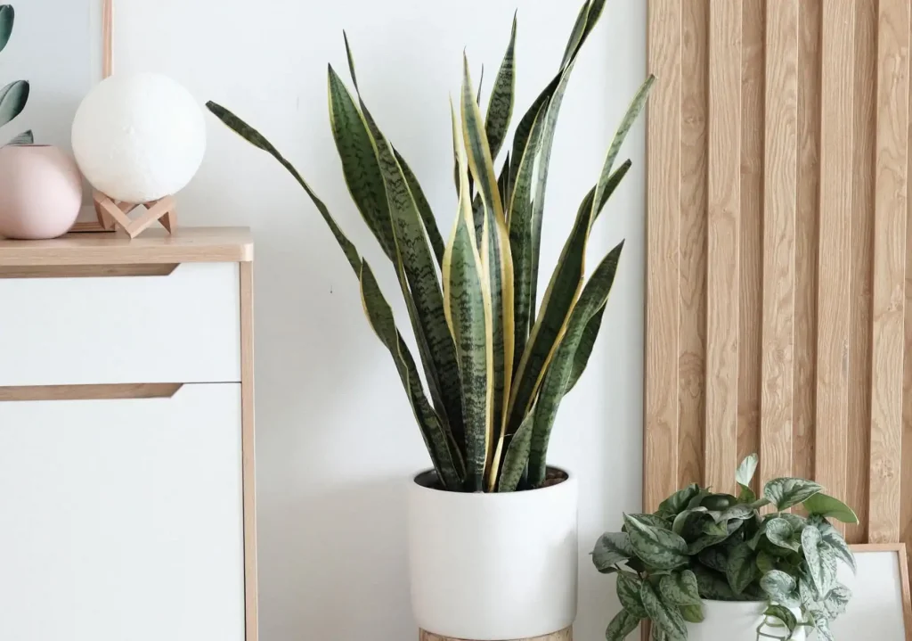 Snake plant (Dracaena trifasciata)