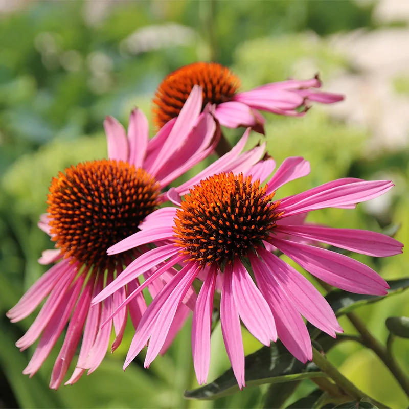 Perennial flowers