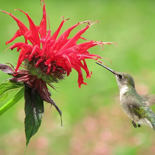 Perennial flowers