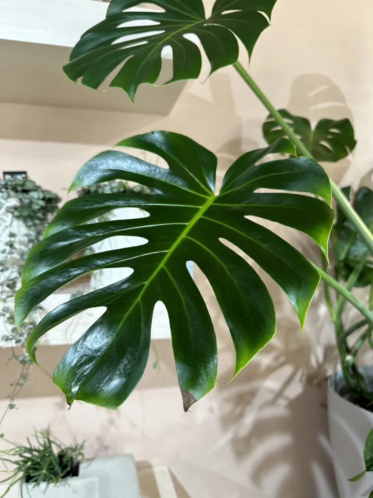 Monstera plant