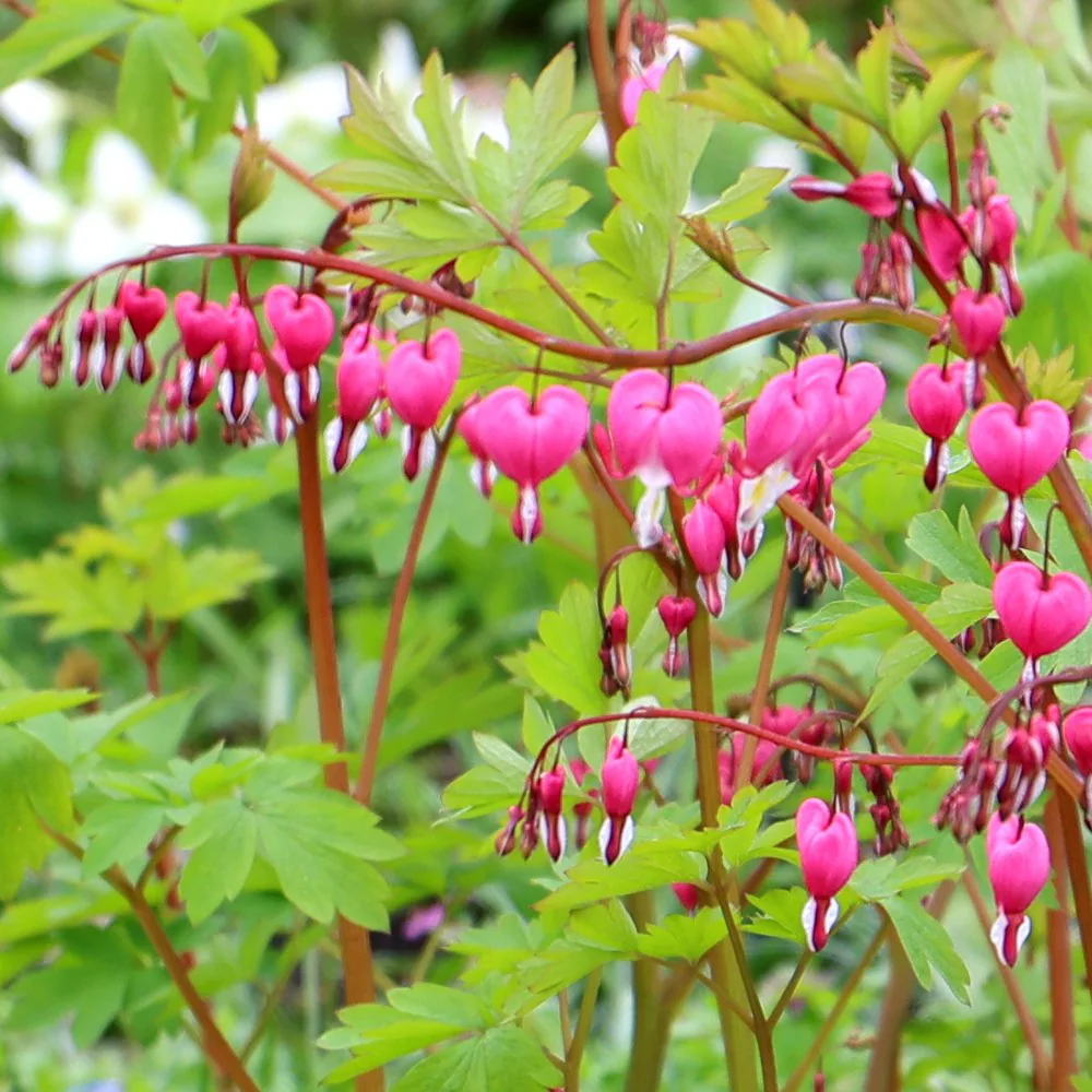 Perennial flowers