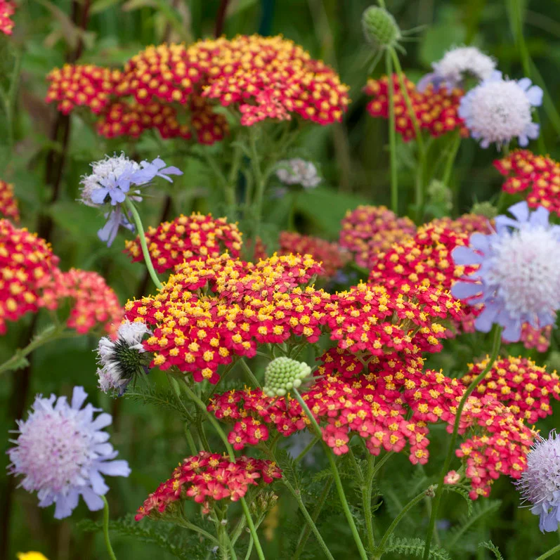 Perennial flowers