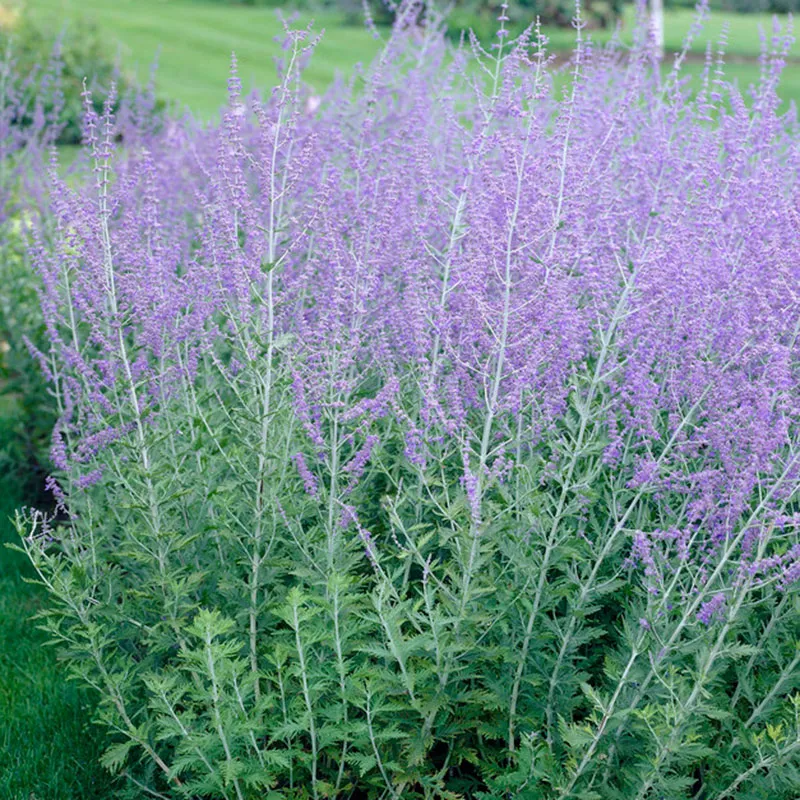 Perennial flowers