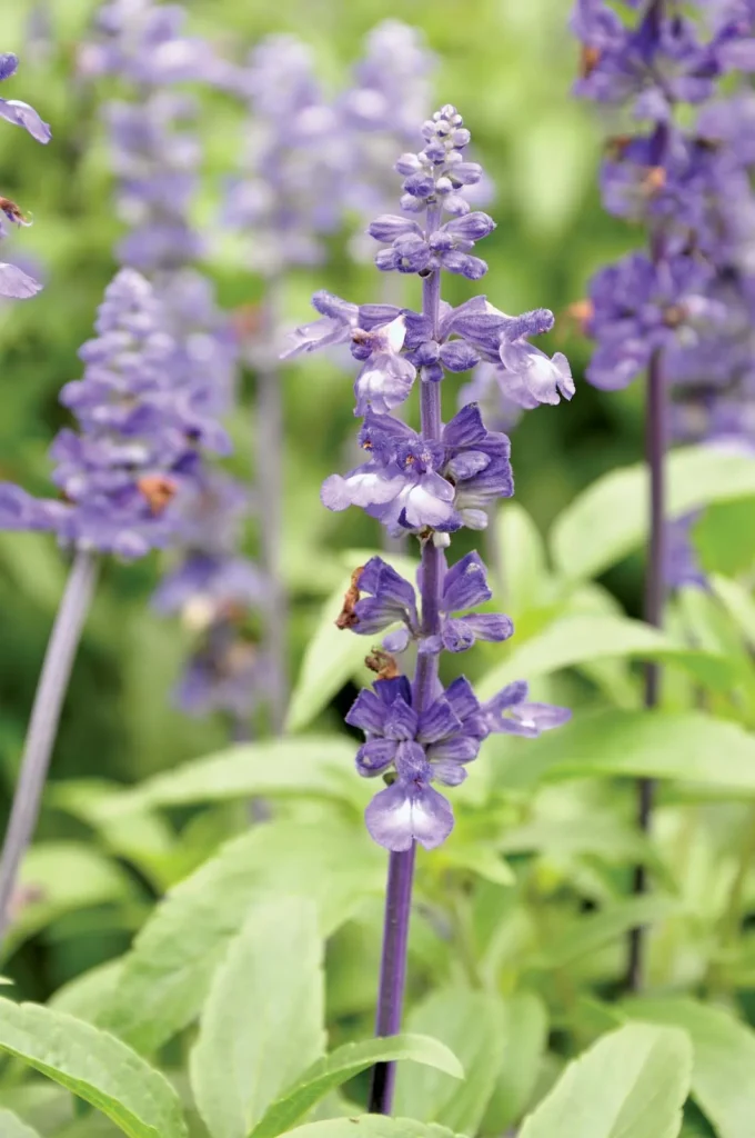 Perennial flowers