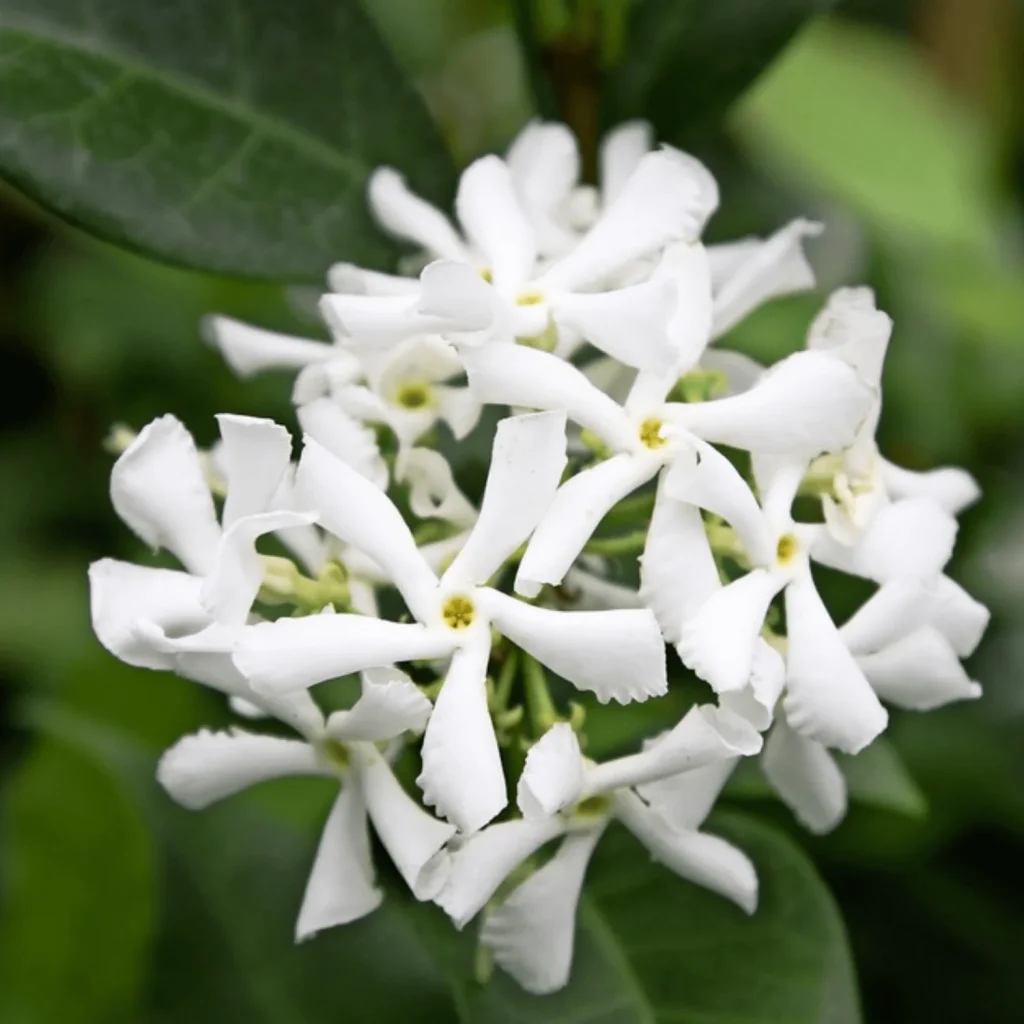 star jasmine trachelospermum jasminoides