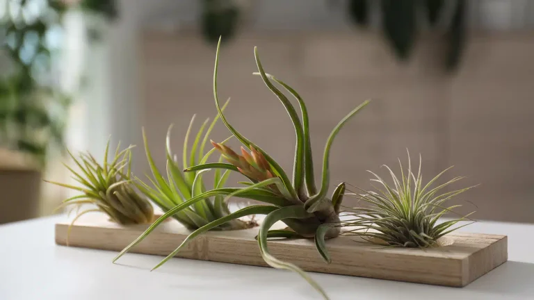 Tillandsia Plant