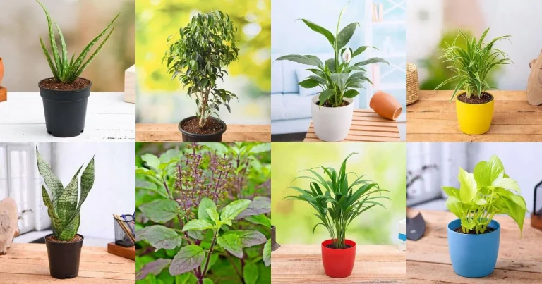 Top 10 Large Indoor Plants