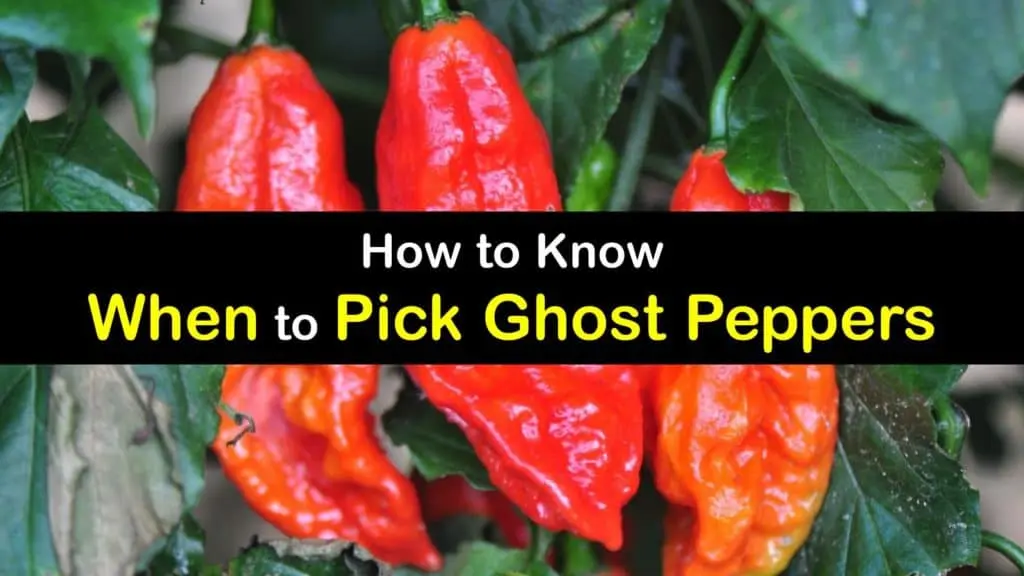 when to harvest ghost peppers