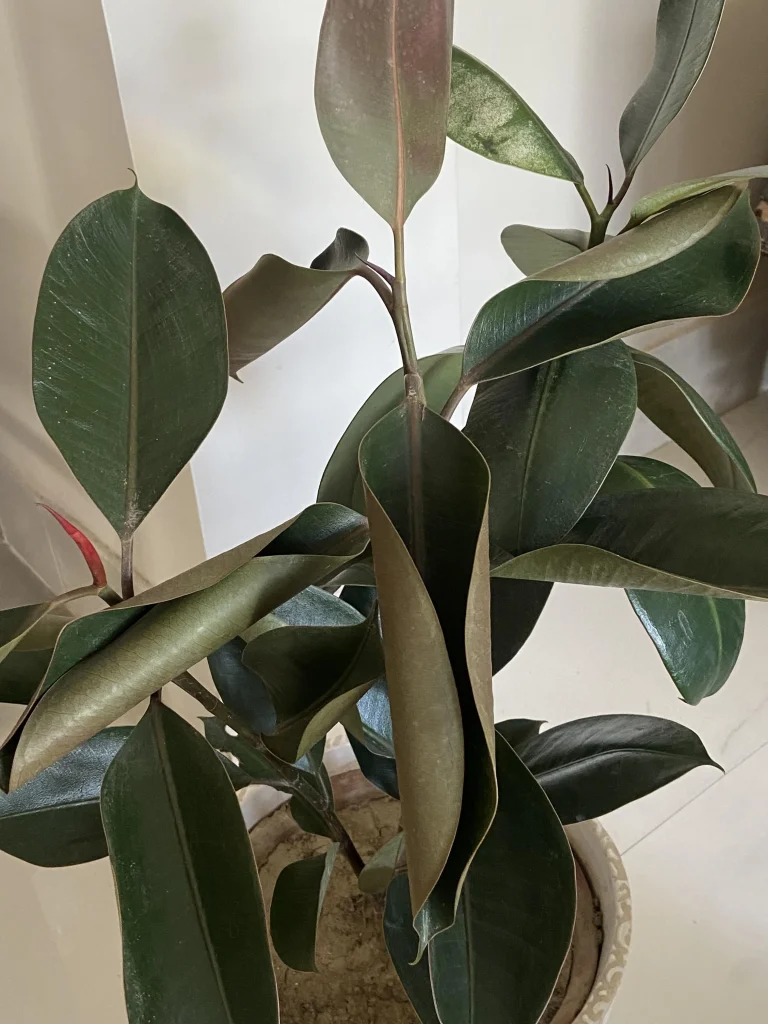 Rubber plant