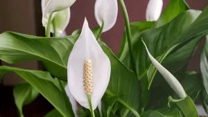 Peace Lily