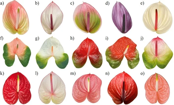 anthurium flower varieties