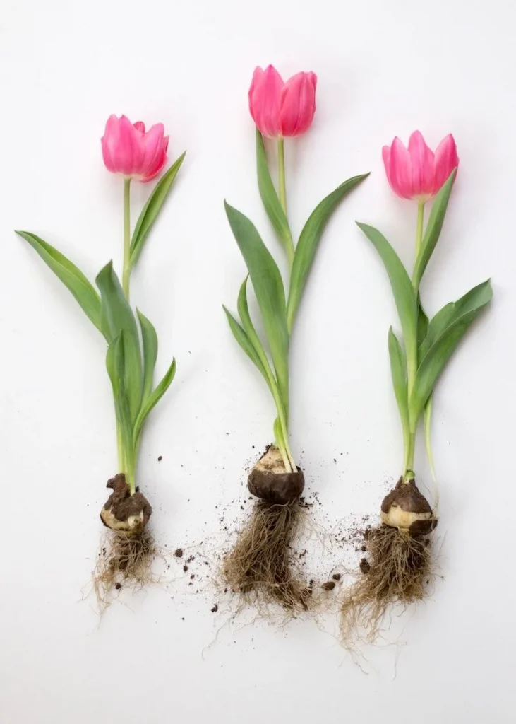 Close-up of healthy tulip roots growing in nutrient-rich soil, ready to bloom