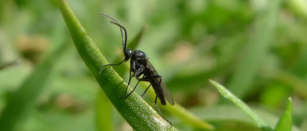 Plant gnats