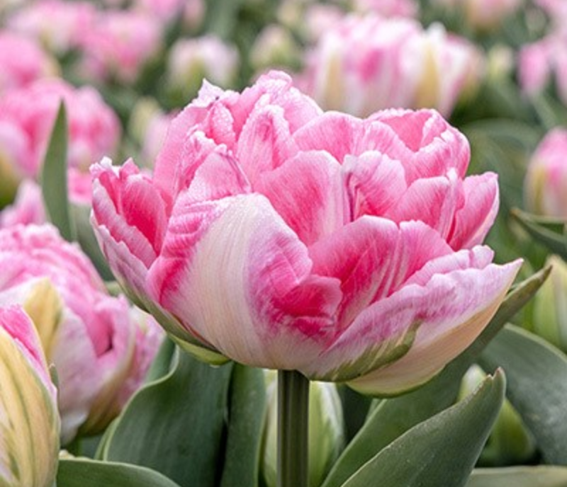 A vibrant spring garden filled with blooming Tulipa Saxatilis, Tulip Foliage, and a Chinese Tulip Tree in the background. Tulip Bulb