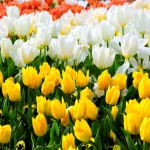 A vibrant spring garden filled with blooming Tulipa Saxatilis, Tulip Foliage, and a Chinese Tulip Tree in the background.