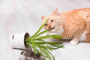 are spider plants toxic to cats