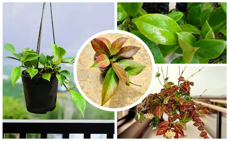 Hoya plants