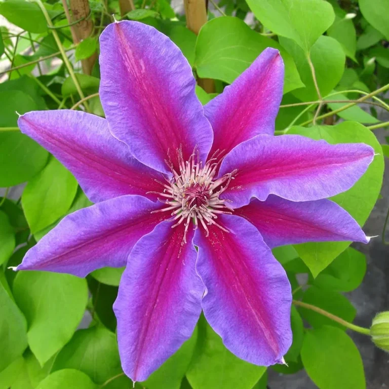 Clematis