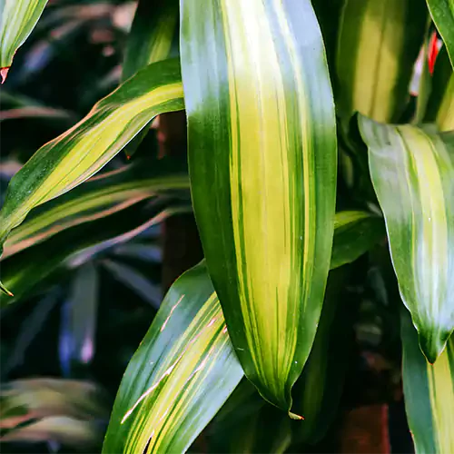 Dracaena