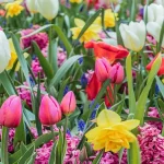 A vibrant garden filled with blooming tulips, including Tulipa sylvestris and a Tulipifera tree.