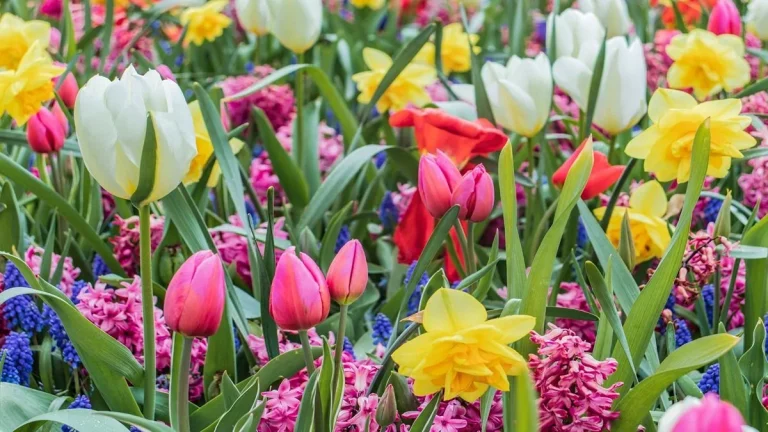 A vibrant garden filled with blooming tulips, including Tulipa sylvestris and a Tulipifera tree.