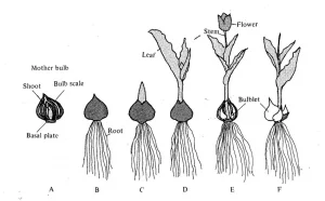 Close-up of healthy tulip roots growing in nutrient-rich soil, ready to bloom