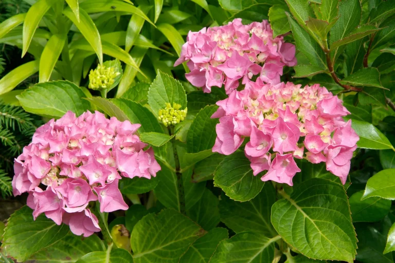 Hydrangea Macrophylla