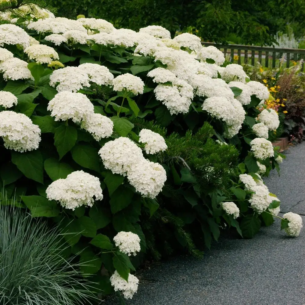 Hydrangea arborescens